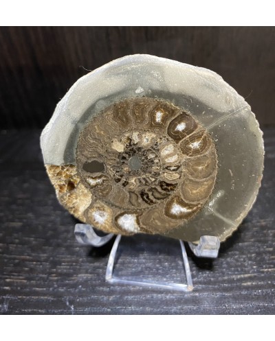 Ammonite One Of A Kind