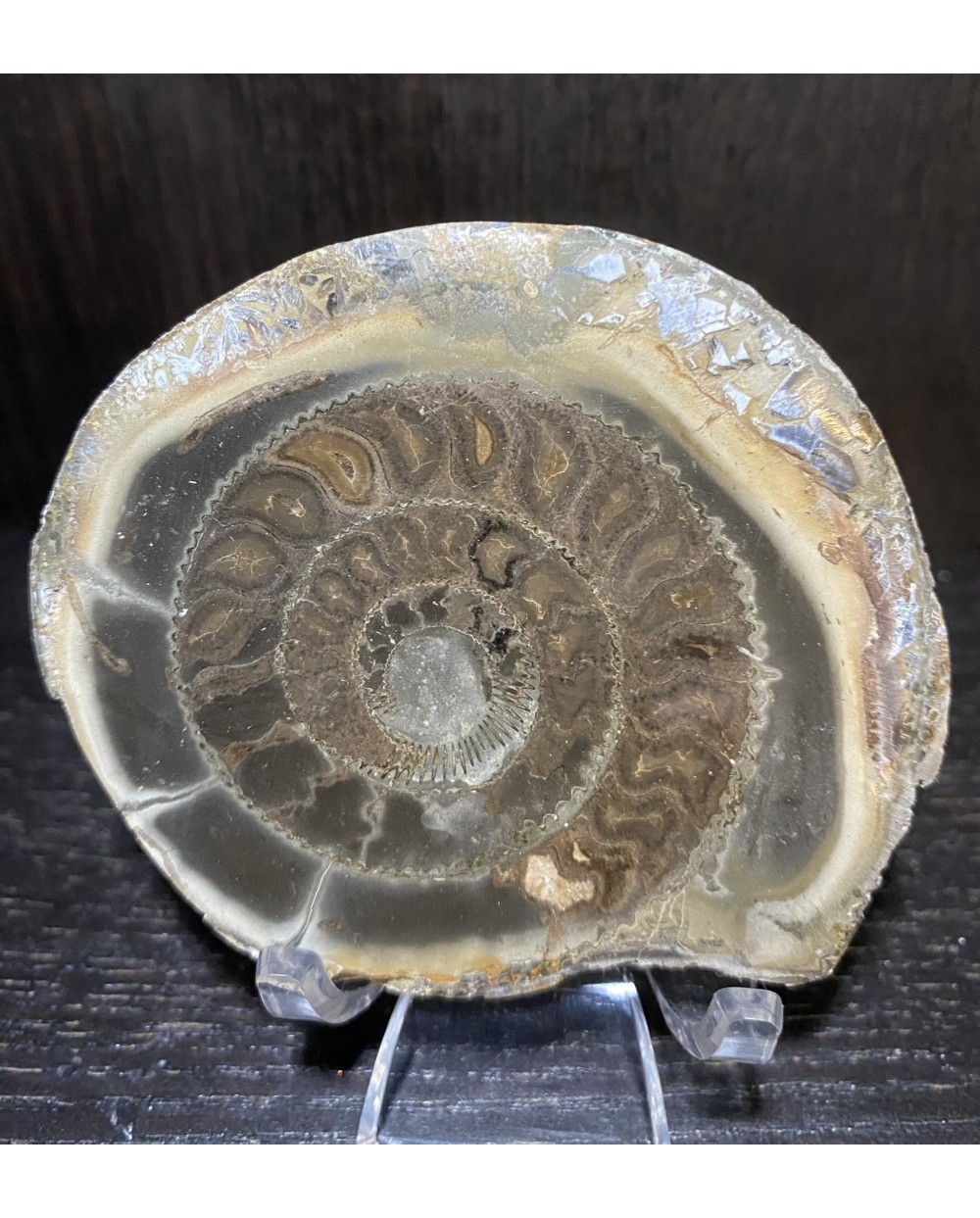 Ammonite One Of A Kind