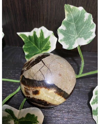 Septarian Palm Stone